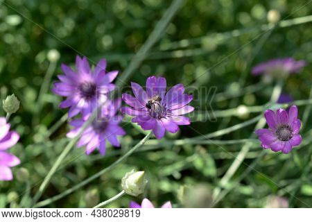 Purple Flower Of Annual Everlasting Or Immortelle, Xeranthemum Annuum, Macro, Selective Focus.