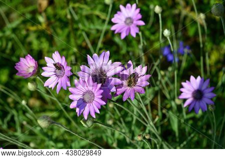 Purple Flower Of Annual Everlasting Or Immortelle, Xeranthemum Annuum, Macro, Selective Focus.
