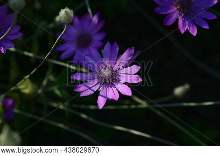 Purple Flower Of Annual Everlasting Or Immortelle, Xeranthemum Annuum, Macro, Selective Focus.