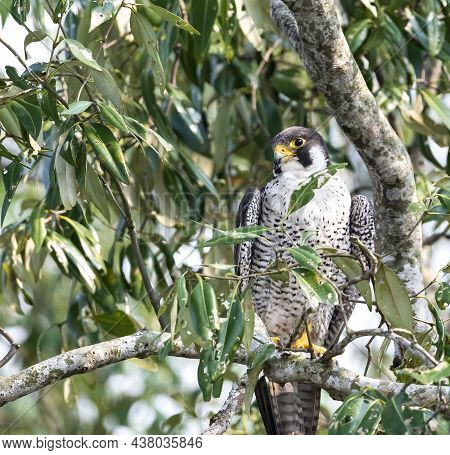 The Peregrine Falcon, Also Known As The Peregrine, And Historically As The Duck Hawk In North Americ