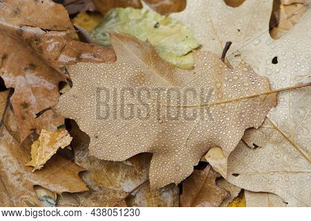Fallen Oak Leaves With Dew. Autumn Oak Leaves.water Drops On Fall Oak Leaves Closeup. Dry Autumn Oak