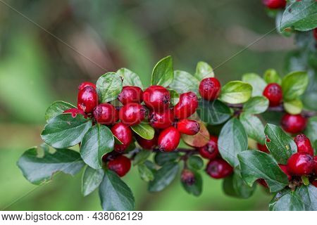 Fruits Of A Spreading Cotoneaster, Cotoneaster Divaricatus