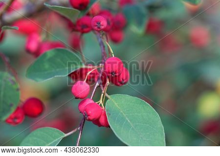 Berries Of A Showy Cotoneaster, Cotoneaster Multiflorus