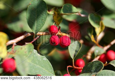 Berries Of A Showy Cotoneaster, Cotoneaster Multiflorus