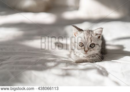 Beautiful Portrait Of Scottish Straight Kitten On White Background. Grey Striped Scottish Straight-e