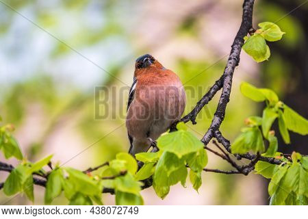 Common Chaffinch Sits On A Branch In Spring On Green Background. Beautiful Songbird Common Chaffinch