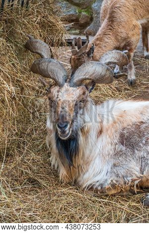 Close-up Portrait Of Markhor, Capra Falconeri, Wild Goat Native To Central Asia, Karakoram And The H