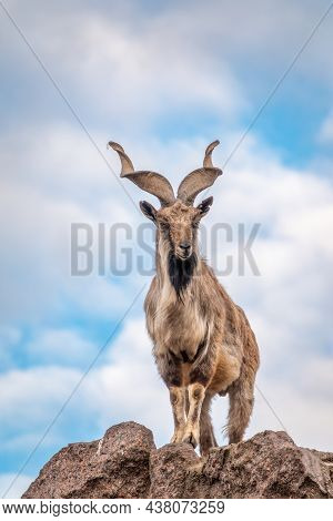 Markhor, Capra Falconeri, Wild Goat Native To Central Asia, Karakoram And The Himalayas Standing On 