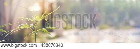 Banner Green Marijuana Tree Cannabis Plant Narcotic Herbal In Greenhouse. Panoramic Hemp Leaf Made C