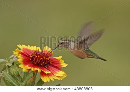 Bred-tailed kolibri