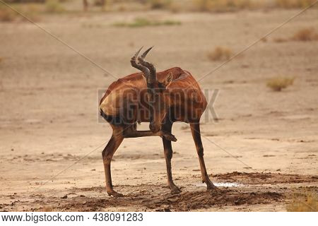Red Hartebeest (alcelaphus Buselaphus Caama Or Alcelaphus Caama) Staying On The Dry Sand Of Kalahari