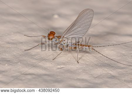 Adult Male Prong-gilled Mayfly Of The
Family Leptophlebiidae