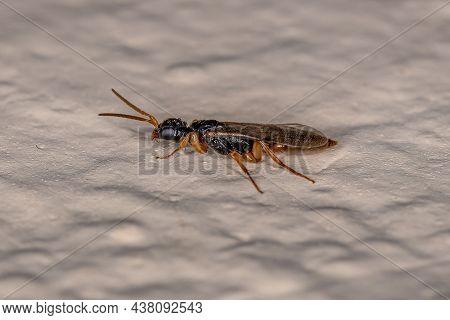 Adult Flat Wasp Of The Family Bethylidae