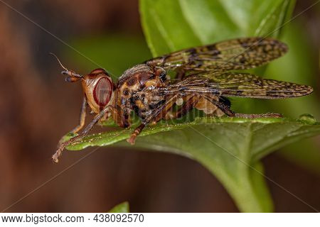 Adult Scarab Pursuing Fly Of The Family Pyrgotidae