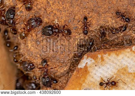 Adult Female Big-headed Ant