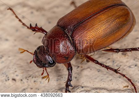 Adult June Beetle Of The Subfamily Melolonthinae