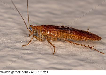 Adult Wood Cockroach