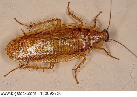 Adult Wood Cockroach
