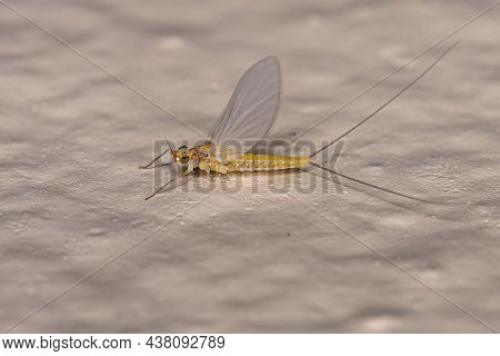 Adult Female Mayfly Of The Family Baetidae