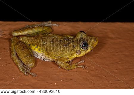 Fuscous-blotched Snouted Tree Frog Of The Species Scinax Fuscovarius