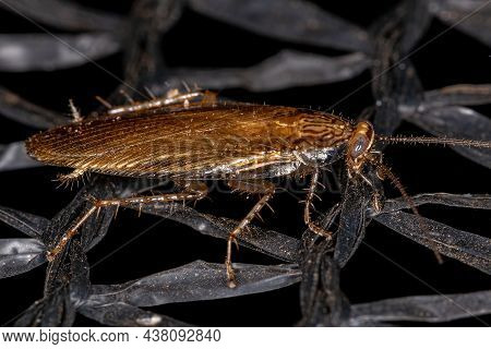 Adult Wood Cockroach