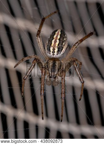 Adult Male Grass Neoscona Spider Of The Species Neoscona Moreli