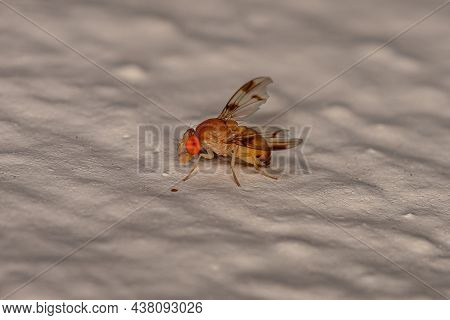 Adult Fruit Fly Of The Family Drosophilidae