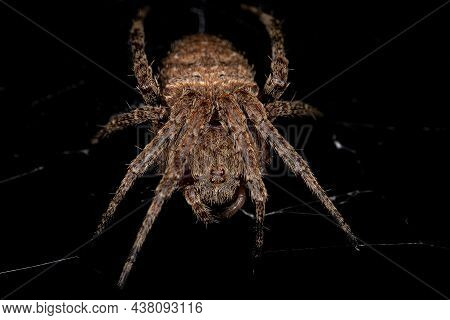 Small Orbweaver Spider Of The Family Araneidae