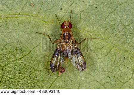 Adult Druid Fly