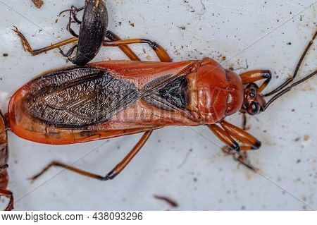 Dead Adult Millipede Assassin Bug Of The Genus Brontostoma
