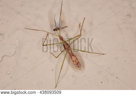 Adult Assassin Bug Of The Tribe Harpactorini Preying On A Mayfly