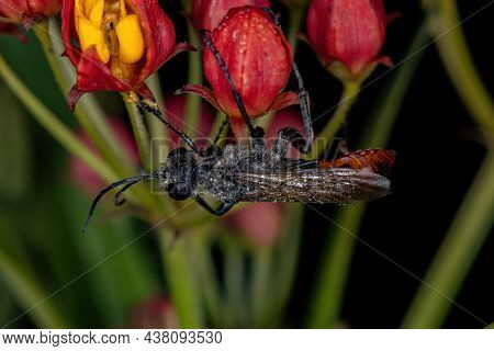Adult Thread-waisted Wasp Of The Genus Prionyx