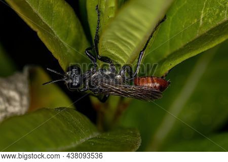 Adult Thread-waisted Wasp Of The Genus Prionyx