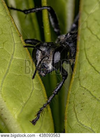 Adult Thread-waisted Wasp Of The Genus Prionyx