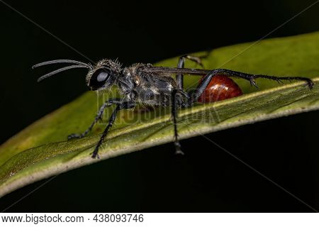 Adult Thread-waisted Wasp Of The Genus Prionyx