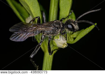 Adult Thread-waisted Wasp Of The Genus Prionyx