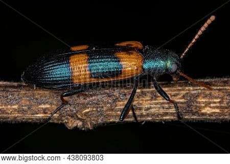 Adult Darkling Beetle