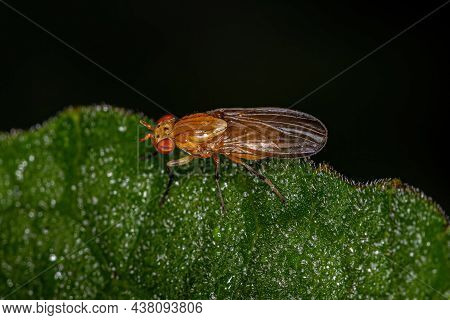 Adult Acalyptrate Fly Of The Zoosubsection Acalyptratae