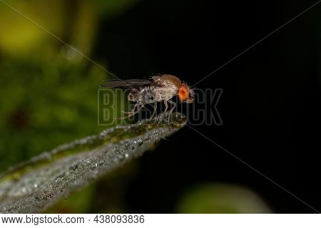Adult Fruit Fly Of The Family Drosophilidae