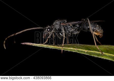 Adult Winged Male Ectatommine Ant Of The Genus Ectatomma