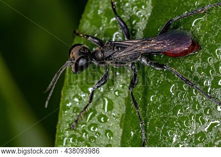 Adult Thread-waisted Wasp Of The Genus Prionyx
