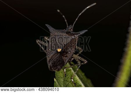 Adult Stink Bug Of The Genus Proxys