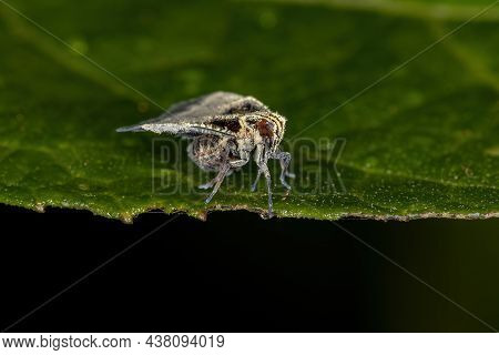 Adult Small Planthopper Of The Family Cixiidae