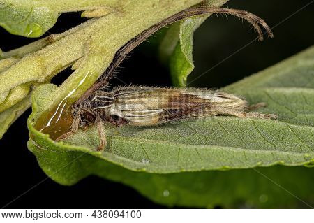Adult Flat-faced Longhorn Beetle Of The Genus Recchia