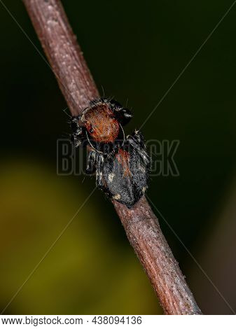 Small Jumping Spider