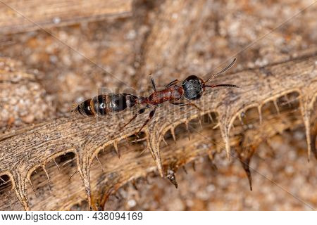Adult Female Twig Ant Of The Genus Pseudomyrmex