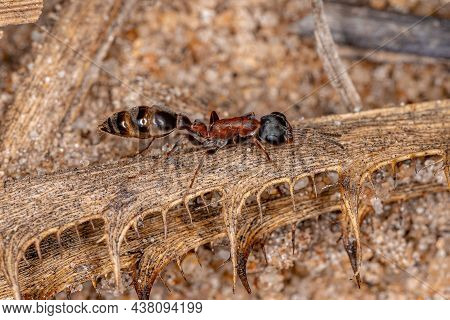 Adult Female Twig Ant Of The Genus Pseudomyrmex