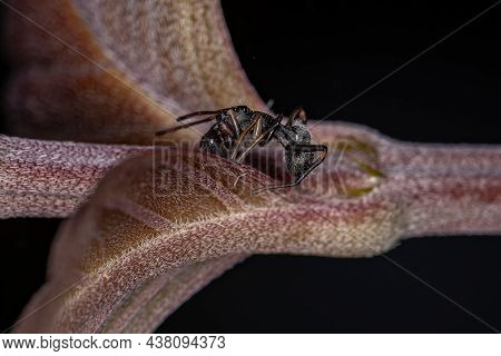 Male Adult Jumping Spider Of The Genus Sarinda That Mimics Carpenter Ants Of The Genus Camponotus
