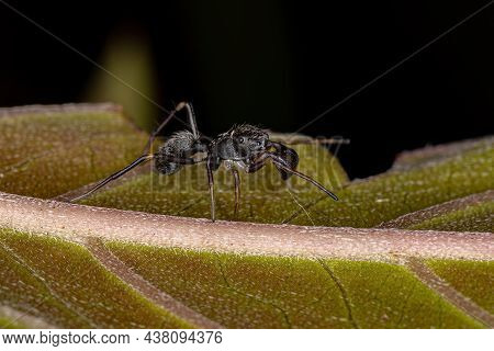 Male Adult Jumping Spider Of The Genus Sarinda That Mimics Carpenter Ants Of The Genus Camponotus