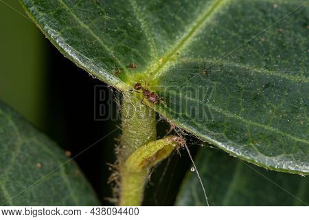 Adult Higher Myrmicine Ants Of The Genus Wasmannia